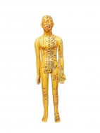 Женская акупунктурная модель Apontar, 53 см